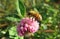 Bee on clover flower in the garden, closeup