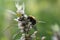 Bee colecting polen from a Greater burdock Arctium lappa flower