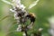 Bee colecting polen from a Greater burdock Arctium lappa flower