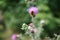 Bee colecting polen from a Greater burdock Arctium lappa flower