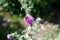 Bee colecting polen from a Greater burdock Arctium lappa flower