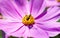 Bee collect pollen from pink flower Cosmos bipinnatus