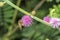 Bee collecting flower nectar