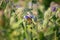 Bee collecting honey herb