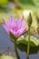 Bee collecting honey in pink lotus flower