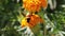 A bee collecting honey from yellow marigold flower after flying in nature