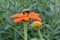 Bee Collecting Nectar