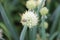 Bee collecting nectar from an edible plant, blooming perennial green onions (Welsh), growing in the garden