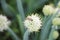 Bee collecting nectar from an edible plant, blooming perennial green onions (Welsh), growing in the garden