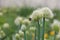 Bee collecting nectar from an edible plant, blooming perennial green onions (Welsh), growing in the garden