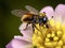 A bee collecting nectar from a flower is seen in detail in a macro shot.