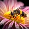 A bee collecting nectar from a flower is seen in detail in a macro shot.