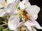 Bee collecting nectar and pollinating an apple flower