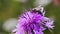 Bee collecting nectar from thistle flower