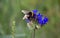 Bee collecting pollen from blue wildflower