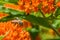 Bee Collecting Pollen from Butterfly Weed Flowers