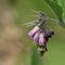 Bee collecting pollen from comfrey flower