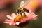 Bee Collecting Pollen from a Flower. Generative Ai