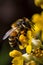 Bee collecting pollen from flowers AI generated