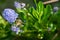 Bee collecting pollen from a garden Californian Lilac bush, ceanothus thyrsiflorus