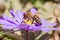 Bee collecting pollen on a grecian wildflower