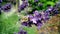 bee collecting pollen from a lavender flower