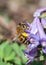 Bee collecting pollen on lilac flower