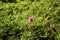 Bee collecting pollen on Mimosa strigillosa powderpuff ground cover