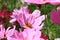 A bee collecting pollen from pink cosmos flower field, closr-up,macro.