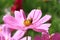 A bee collecting pollen from pink cosmos flower field, closr-up,macro,selective-focus