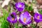 A Bee Collecting Pollen from a Purple Crocus Flower in Springtime