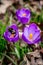 A Bee Collecting Pollen from a Purple Crocus Flower in Springtime