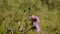 Bee collecting pollen from purple flowers. Anthophila flying from flower to flower during the summer