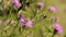 Bee collecting pollen from purple flowers. Anthophila flying from flower to flower during the summer