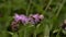 Bee collecting pollen from purple flowers. Anthophila flying from flower to flower during the summer