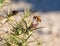 A bee collecting pollen from a thistle