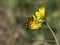 A bee collecting pollen on a yellow wildflower