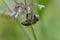 Bee collects flower nectar on sunny day