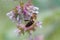 Bee collects flower nectar on sunny day