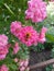 Bee collects honey on a bush with small pink flowers