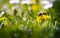 The bee  collects honey on a dandelion flower