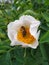 A bee collects honey inside a white flower close up