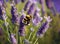 bee collects honey on lavender