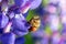 Bee collects honey from a lupine flower