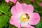 A bee collects honey from a rosehip flower