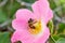 Bee collects honey on a wild rose flower