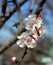 The bee collects nectar from apricot flowers, plum flowers in spring with pink petals and bright red flowers, white and pink petal