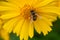 The bee collects nectar on an big yellow flower. The insect has pollen on its legs. Blurred background.