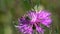 Bee collects nectar on a bright purple flower, closeup. Brown Knapweed flower macro shot