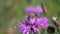 Bee collects nectar on a bright purple flower, closeup, slow motion video. Brown Knapweed flower macro shot